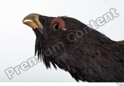 Head Bird Animal photo references